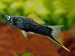 Swordtail(40-60mm)