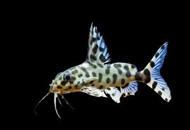 Synodontis Valentiana(30mm)