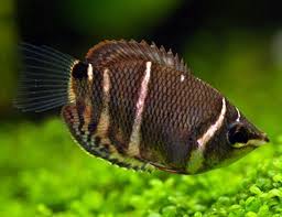 Gourami-Chocolate