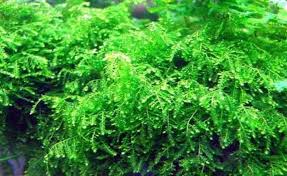 RTG Weeping Moss in Vitro