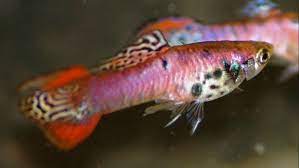 Endler-Red Tiger