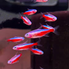 Tetra-Albino Cardinal