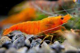 Shrimp-Orange Cherry