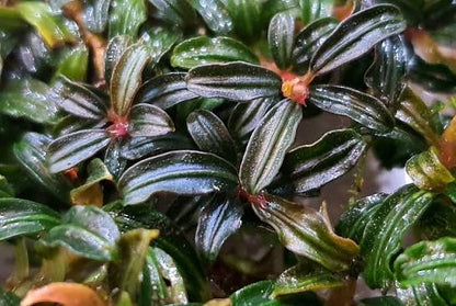 Bucephalandra Portions- 80mm Tub