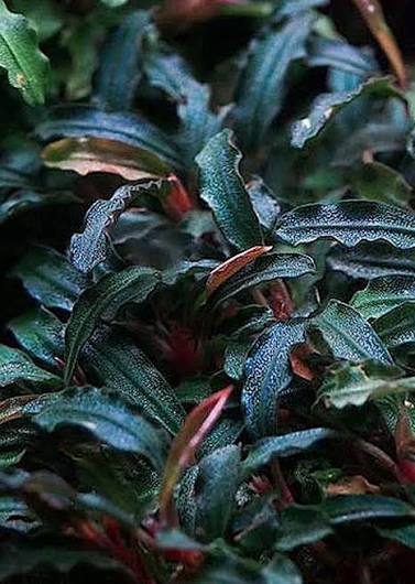 Bucephalandra Portions- 80mm Tub