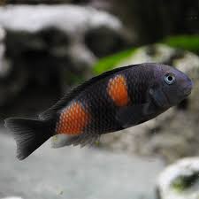Cichlid-Tropheus(30mm)