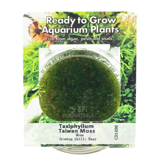 RTG Taiwan Moss in-Vitro