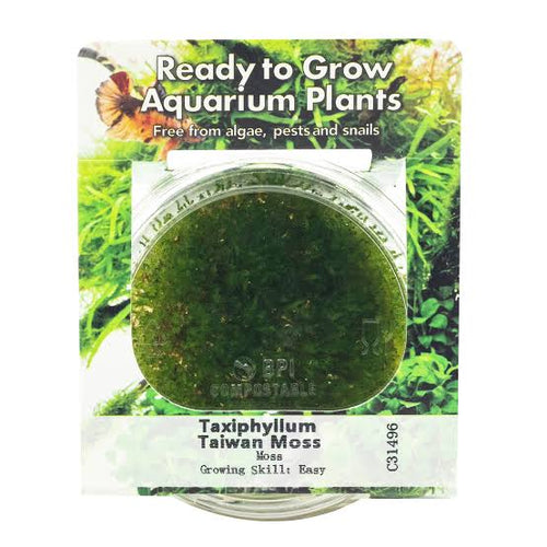 RTG Taiwan Moss in-Vitro