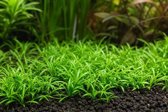 UNS Cryptocoryne Parva in-Vitro