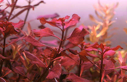 Kaizer Aquatics Ludwigia Super Red