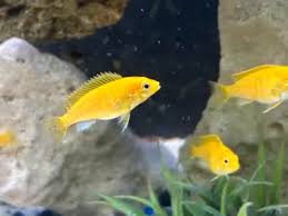 Yellow Lab cichlid 15-25mm (Labidochromis caeruleus )