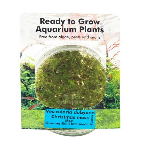 RTG Christmas moss in-Vitro