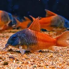 Corydororas- Rio Tomo Concolor Cory CW217