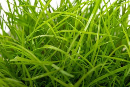 UNS Juncus Repens in-Vitro