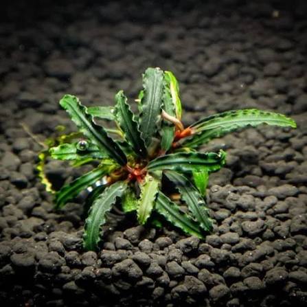Bucephalandra Portions- 80mm Tub