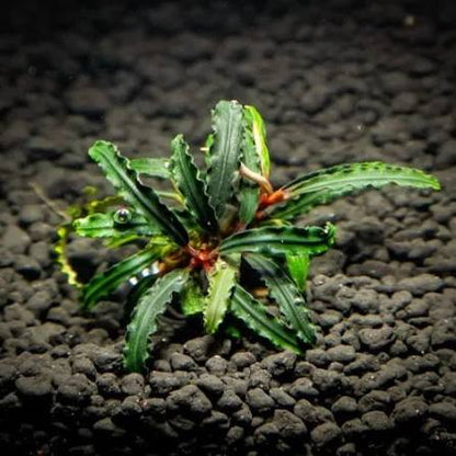 Bucephalandra Portions- 80mm Tub