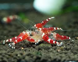 Shrimp-Crystal Red (Mixed Grade)