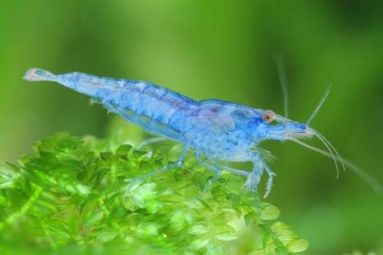 Shrimp-Blue velvet