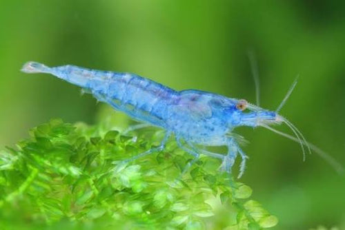 Shrimp-Blue velvet
