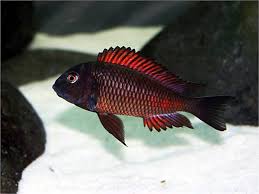 Cichlid-Tropheus(30mm)