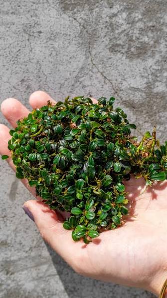 Bucephalandra Portions- 80mm Tub