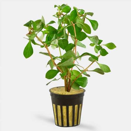 Ludwigia - Local