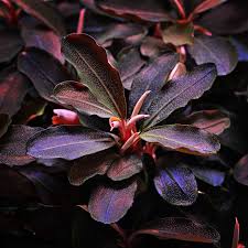 RTG Bucephelandre 'Theia'