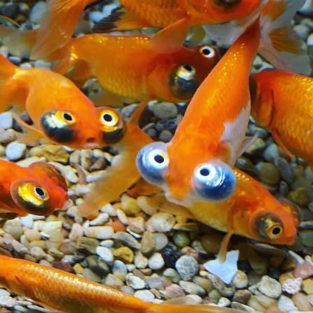 Goldfish-Celestial Eye(80-100mm)