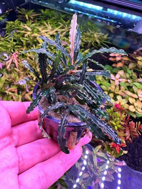 Bucephalandra Portions- 80mm Tub