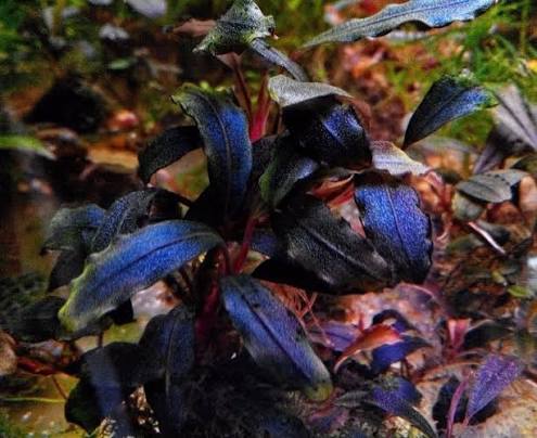 Bucephalandra Portions- 80mm Tub
