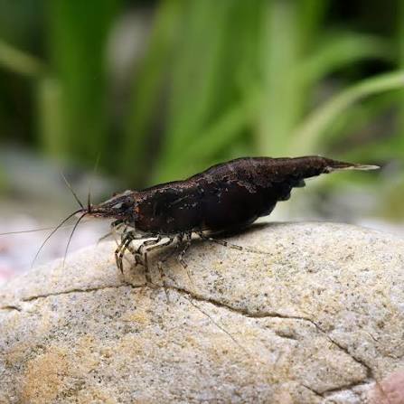 Shrimp-Black King Kongs