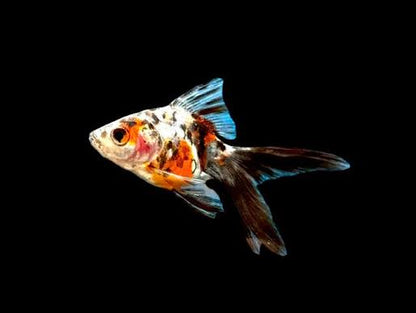 Goldfish-Ryukin