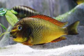 Cichlid-Tropheus(30mm)