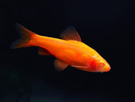 Barb-Albino Cherry
