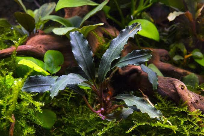 Bucephalandra Portions- 80mm Tub