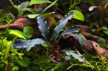 Bucephalandra Portions- 80mm Tub