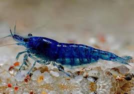 Shrimp-Blue Diamond