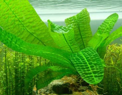 Stoffel Aponogeton boivinianus