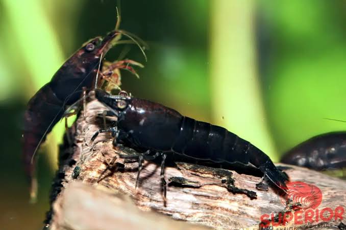 Shrimp-Black rose