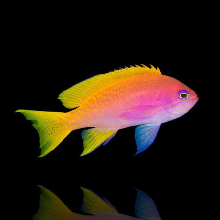 Twin spot Anthias