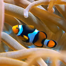 Onyx Percula Clown