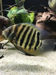 Cichlid-Red Neck Severum(50-60mm)