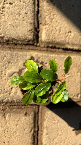 Bucephalandra Portions- 80mm Tub