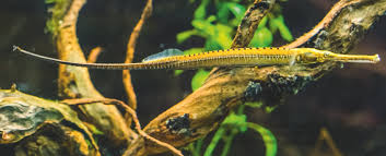 Longsnouted Pipefish