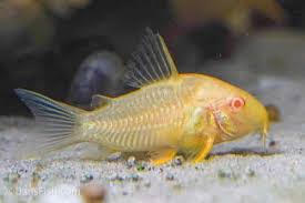 Corydoras-Albino Sterbai