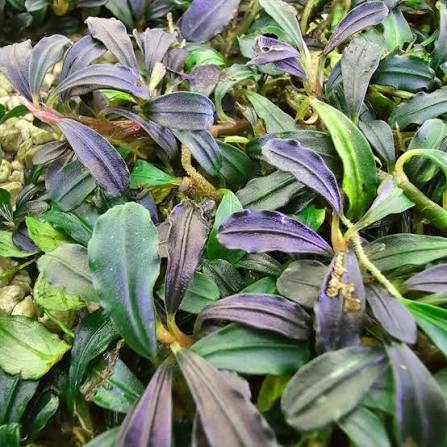 Bucephalandra Portions- 80mm Tub