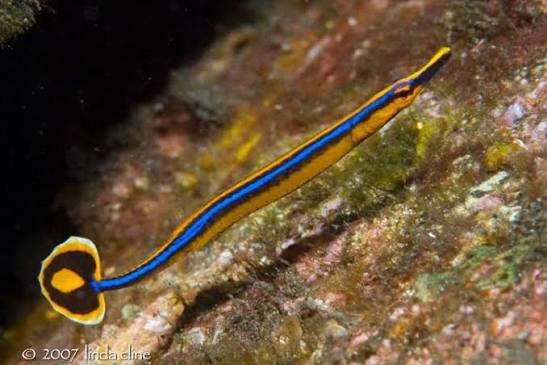 Blue Stripped Pipefish