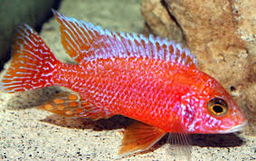 Peacock Cichlid(40-50mm)