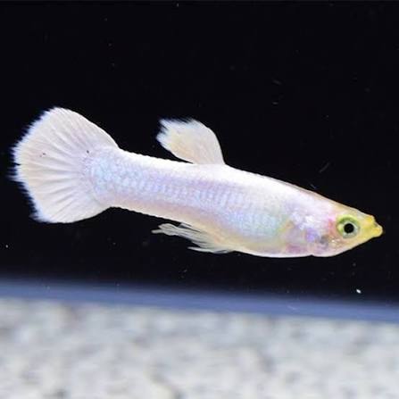 Guppy - snow