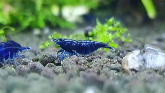 Shrimp-Blue Diamond